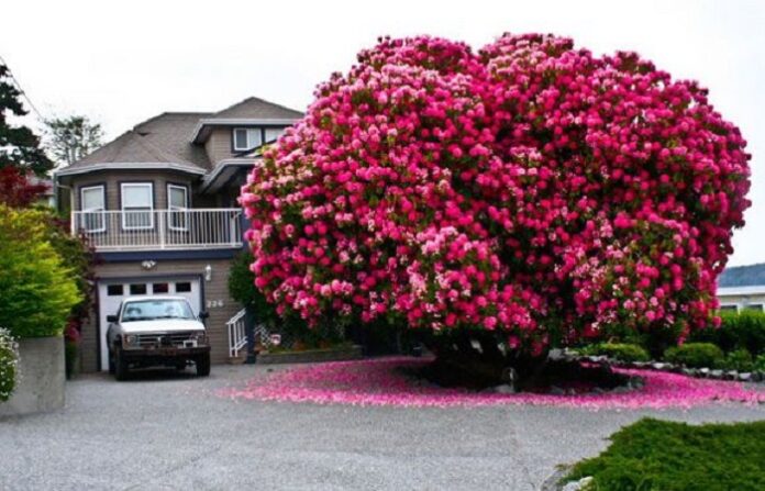 Top 10 loại cây trồng thường được trồng trước sân nhà